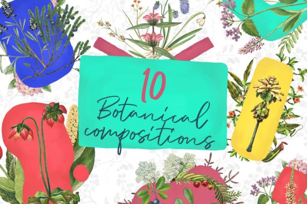 10款草本植物花卉手绘图案素材库精选PNG素材 10 Botanical Compositions