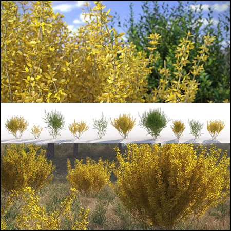 10种灌木植物素材之家精选3D模型