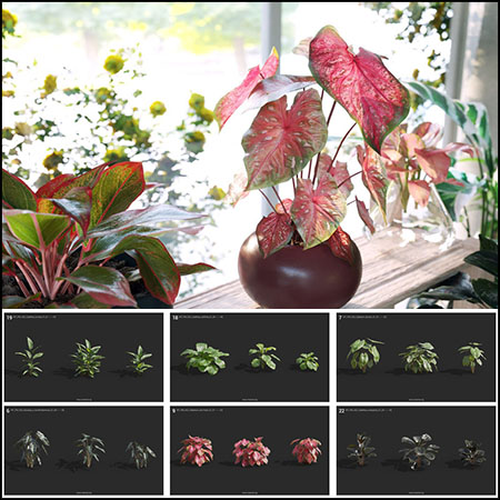 12个品种72款室内花卉植物盆栽素材之家精选3D模型