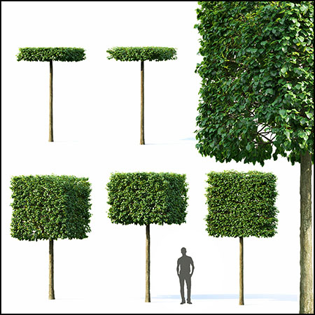 欧洲椴树植物素材之家精选3D模型