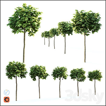 球形枫树素材之家精选3D模型