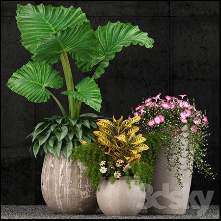 3款漂亮的花卉盆栽素材之家精选3D模型