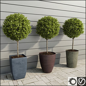 室外植物：黄杨木树盆栽素材之家精选3D模型