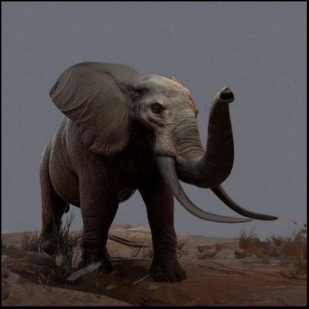 动物大象素材之家精选3D模型