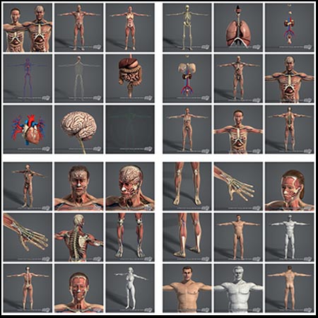 男性和女性人体器官解剖完整包（纹理）素材之家精选3D模型