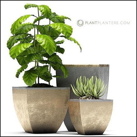 芦荟花卉盆栽植物素材之家精选3D模型