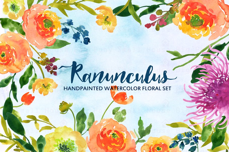 水彩手绘毛茛植物剪贴画 Ranunculus- Watercolor Clip Art插图