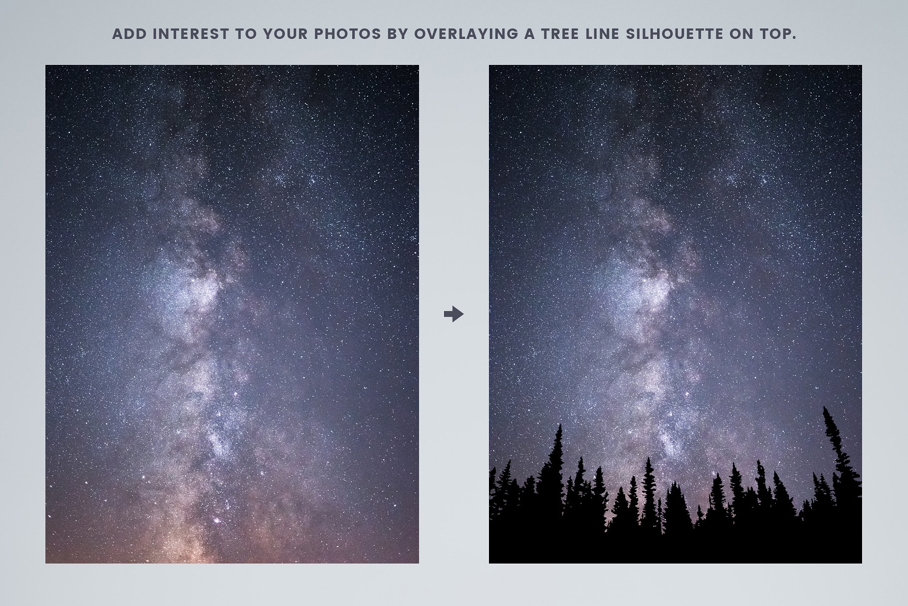 矢量森林树木线条轮廓插画 Vector Tree Line Silhouettes插图(3)