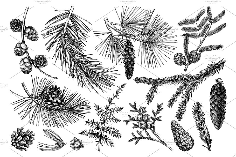 黑色矢量树木植物插画 Black Vector Trees Collection插图(1)