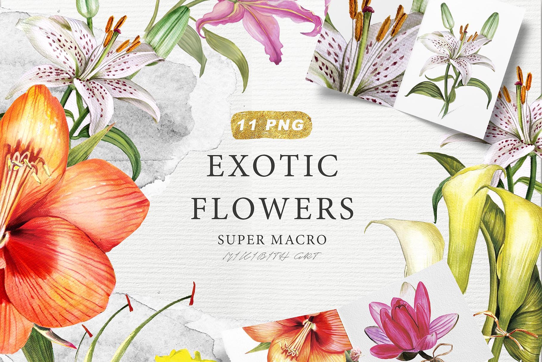 异国花卉水彩插画收藏集 EXOTIC FLOWERS collection插图(12)