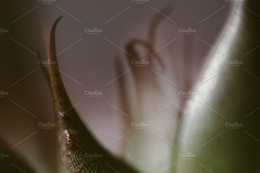 植物花卉特写镜头高清照片素材 Organic 2插图(5)