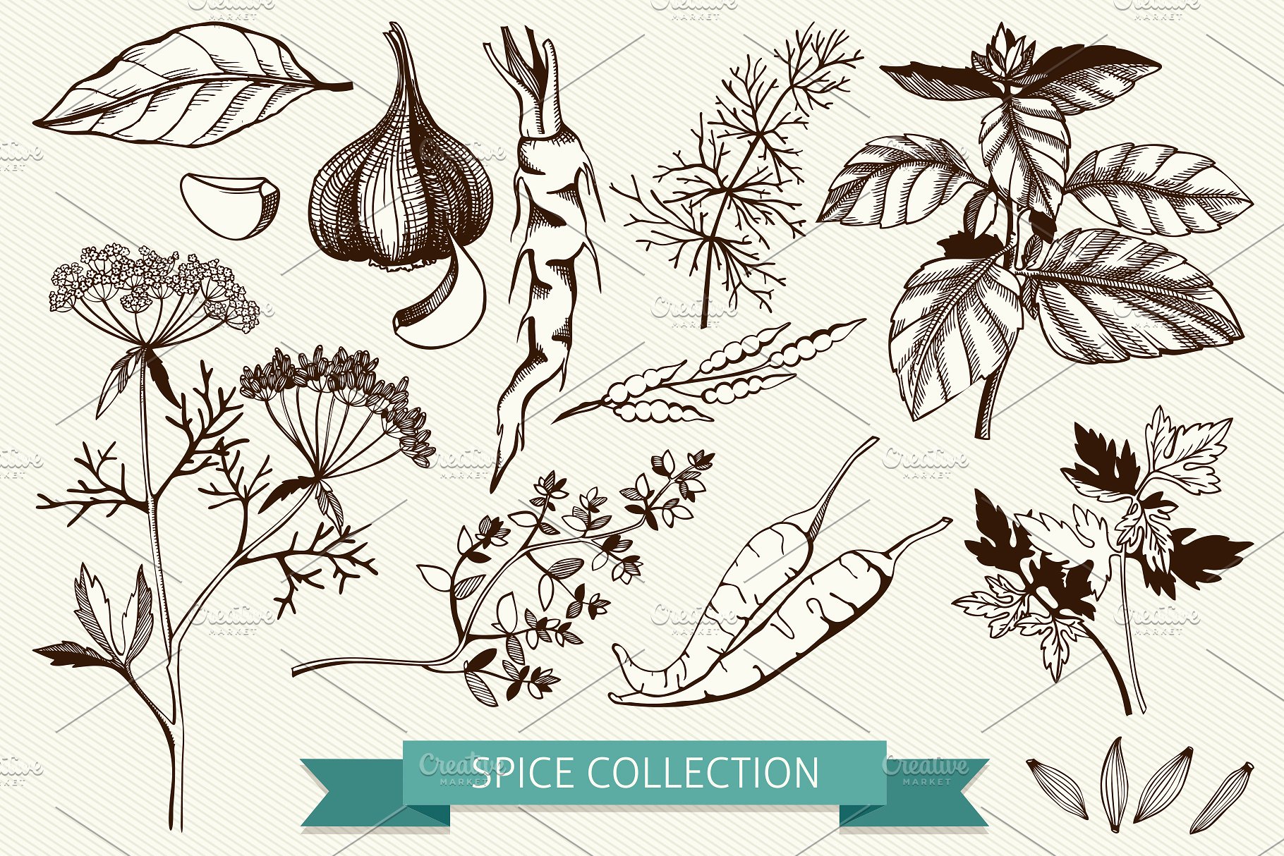 厨房香料及香草矢量插画 Vector Kitchen Spice & Herbs Set插图(3)