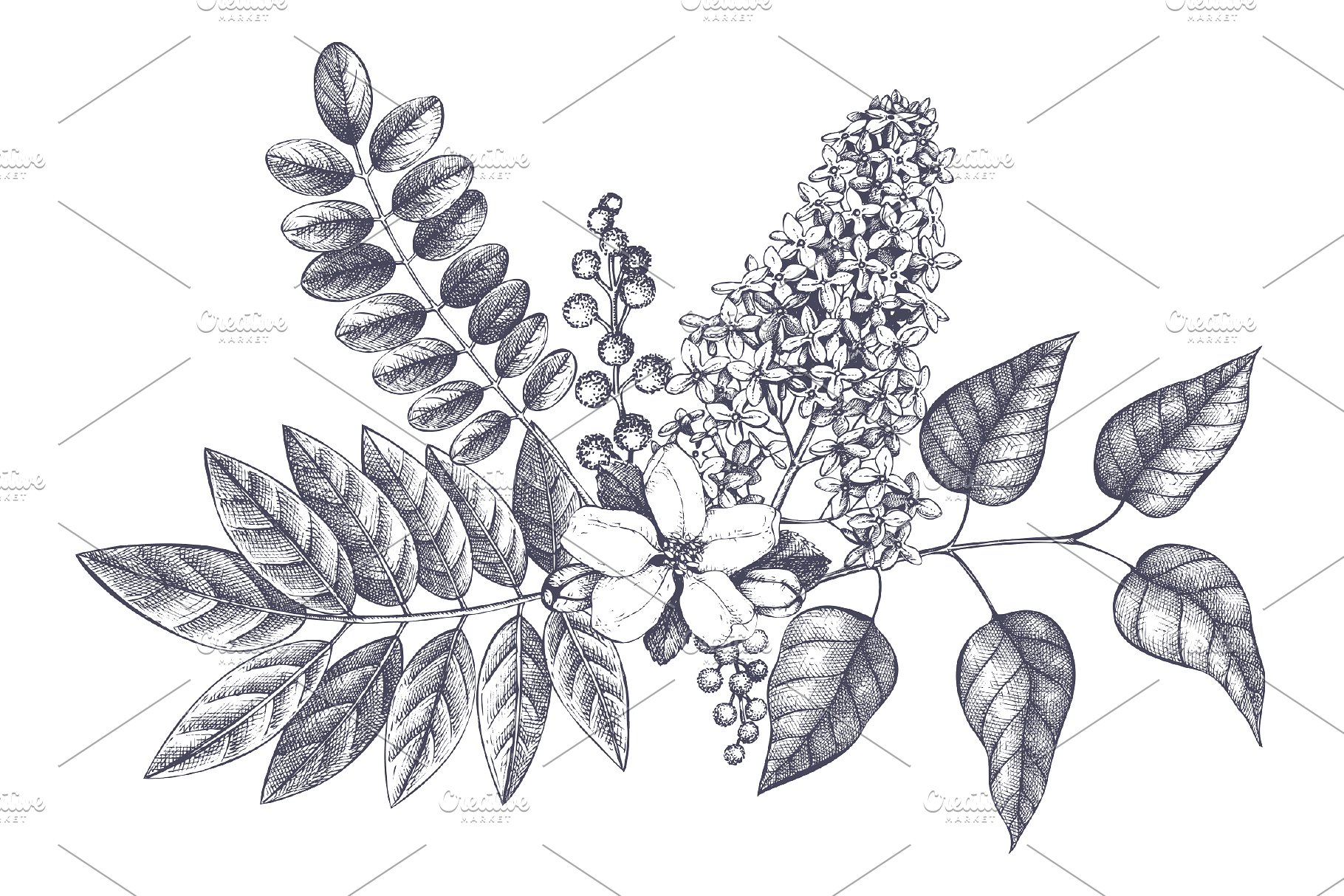 春季树木矢量插画素材 Vector Spring Trees Collection插图(8)