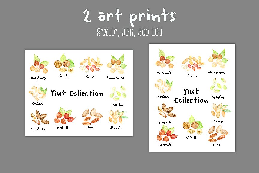 手绘卡通化水彩坚果插图 Watercolor Nuts Illustration插图(2)