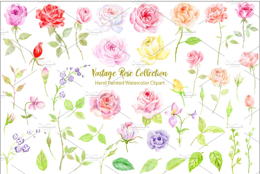 经典手绘水彩玫瑰元素合集 Watercolor Classic Vintage Rose插图(1)