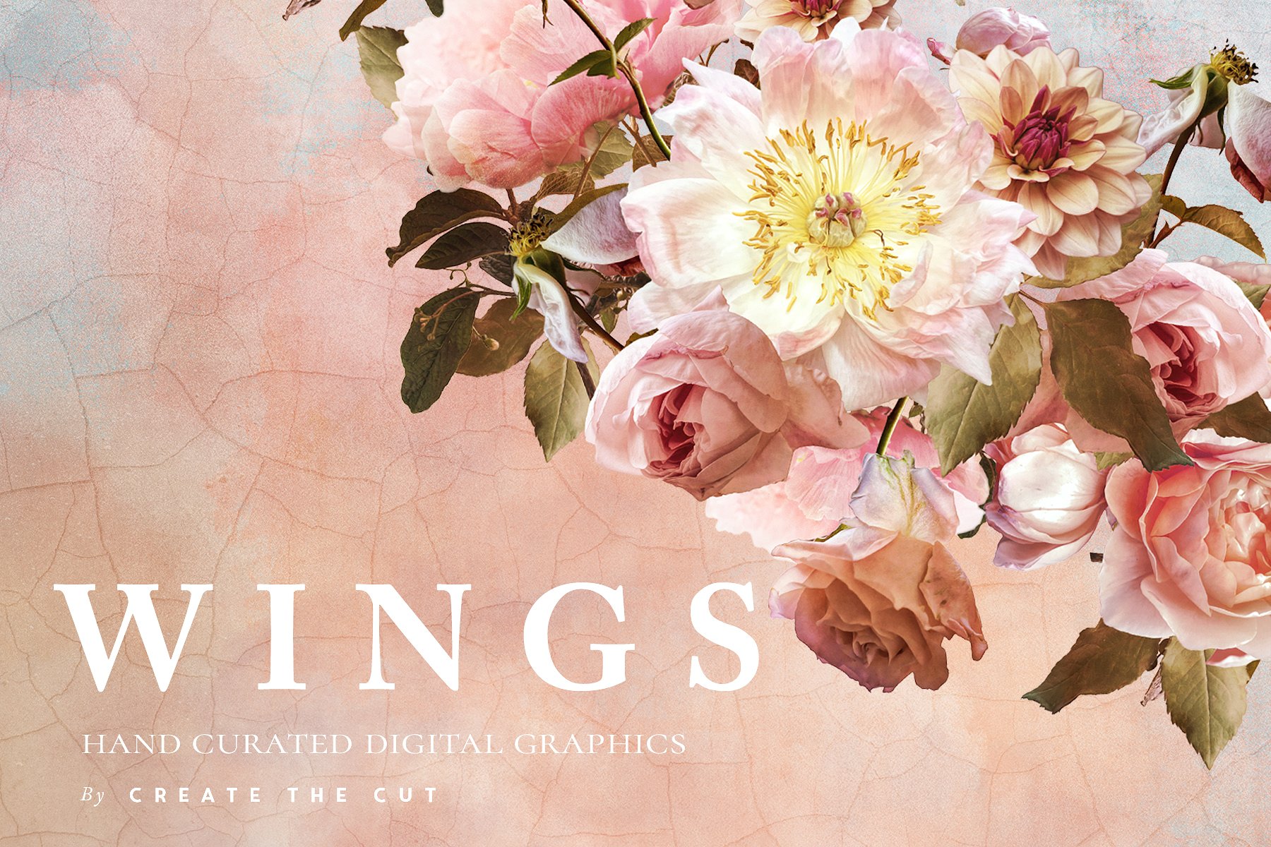 数字手绘粉色绽放牡丹插画 Digital Flower Clip Art – Wings插图(4)