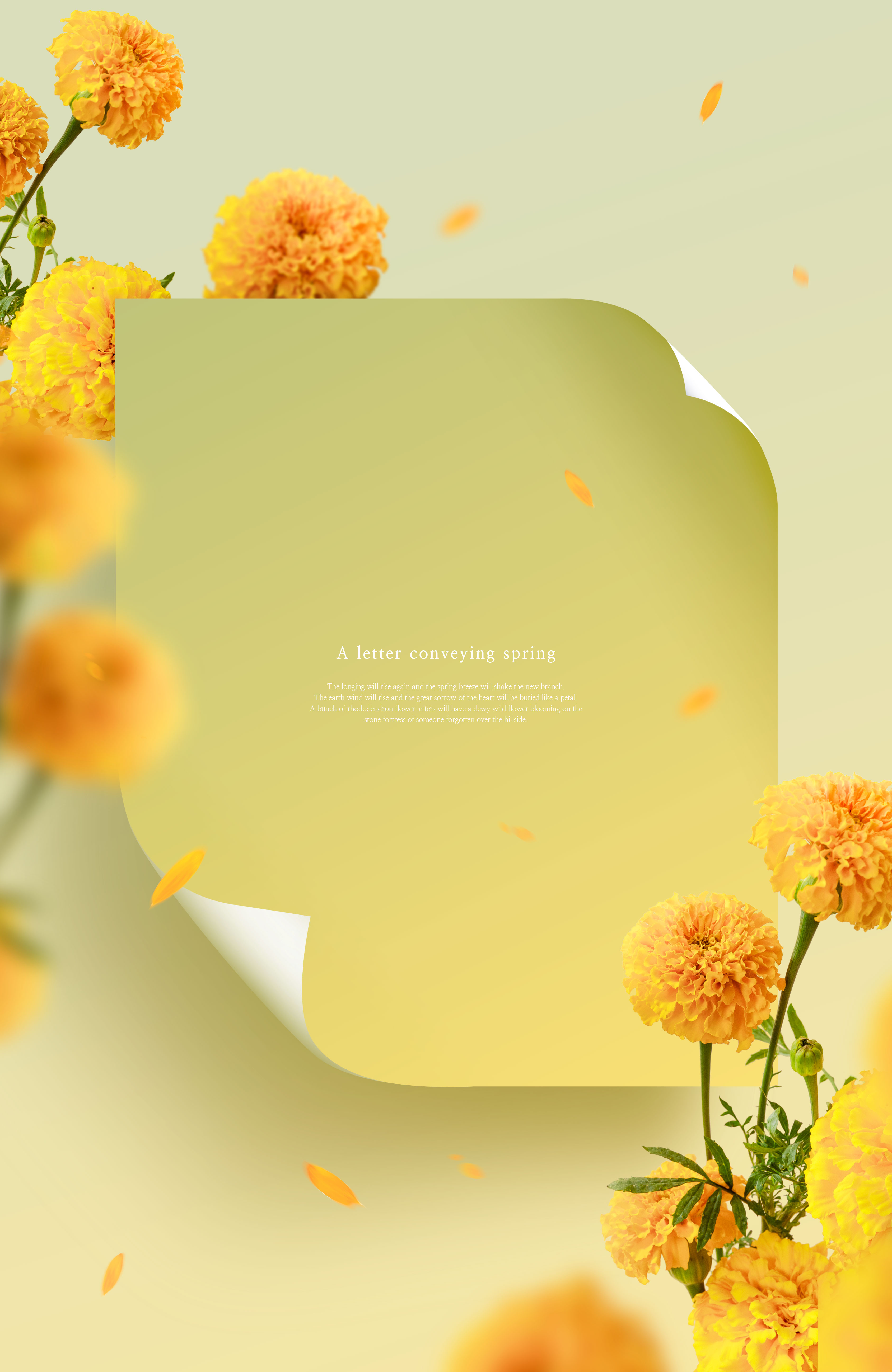 万寿菊-春天花卉主题海报/贺卡/信纸设计psd素材插图