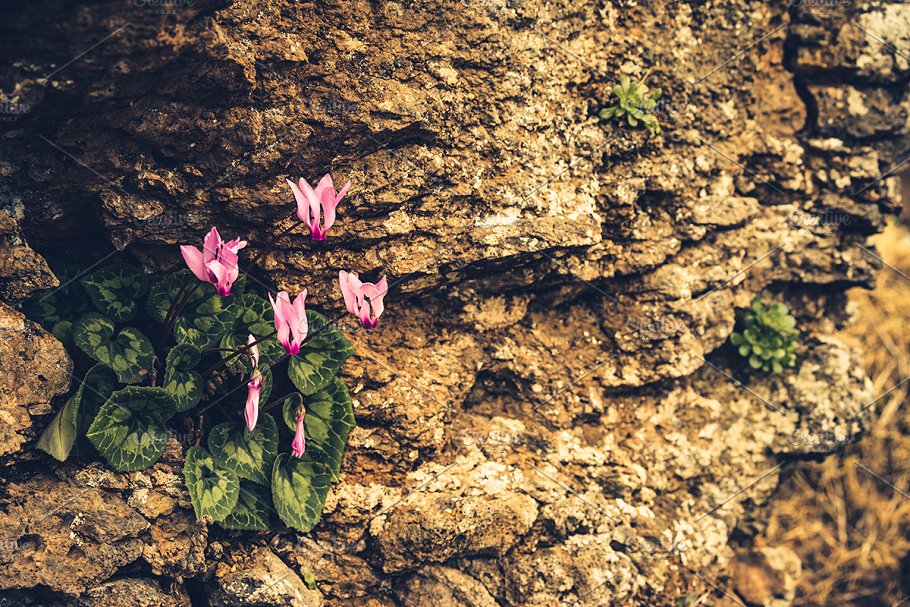 高清自然真实岩石石头照片素材 Rock Solid – Rock & Stone Collection插图(14)