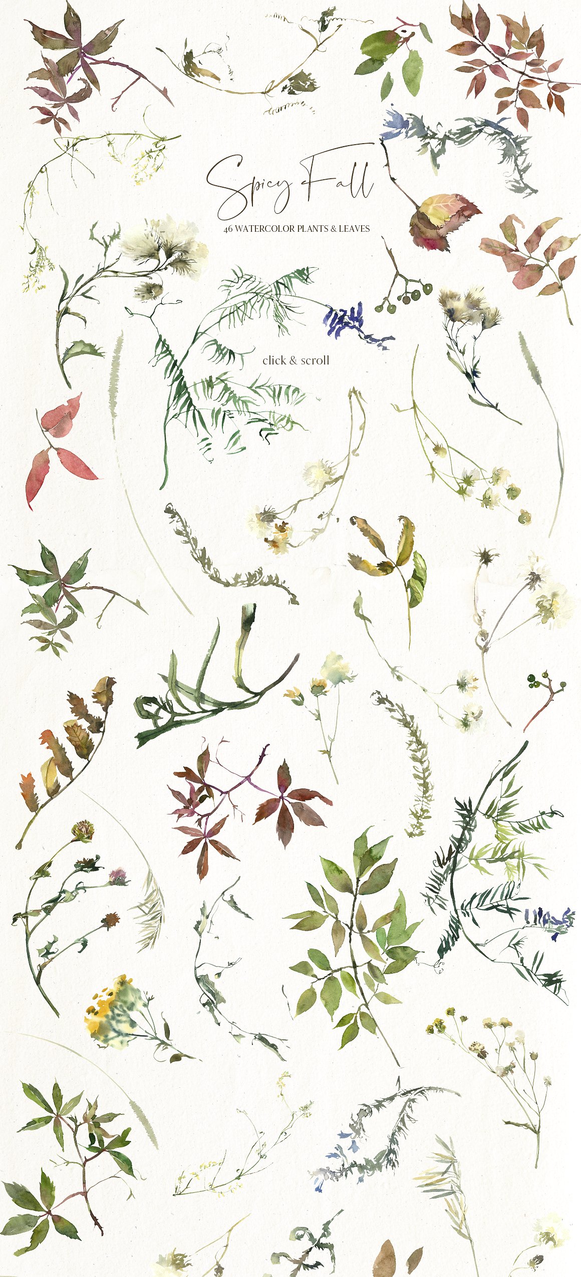 辛辣植物&花卉水彩剪贴画 Spicy Fall Watercolor Leaves Clipart插图(12)