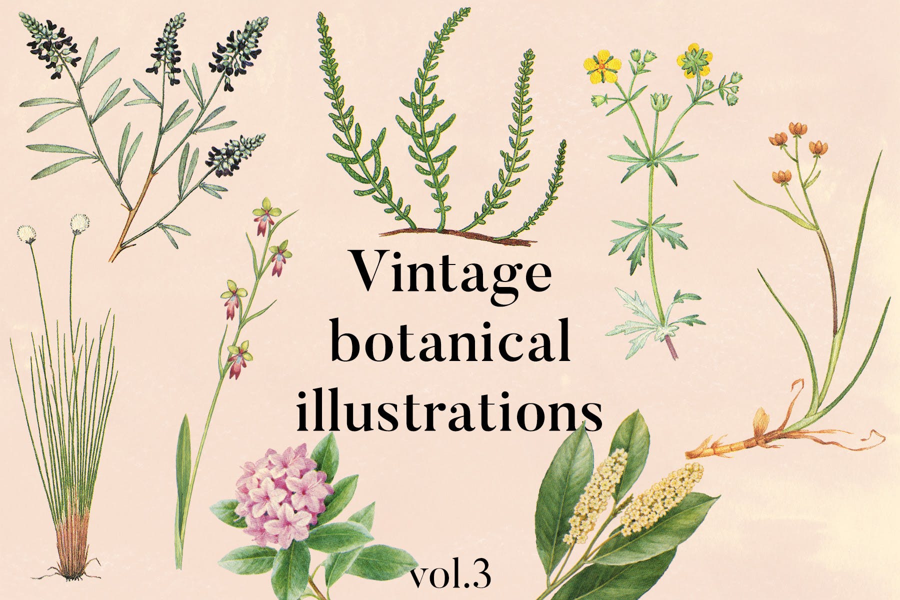 古董书籍植物手绘插画图案设计素材v3 Vintage Botanical Illustrations Vol.3插图
