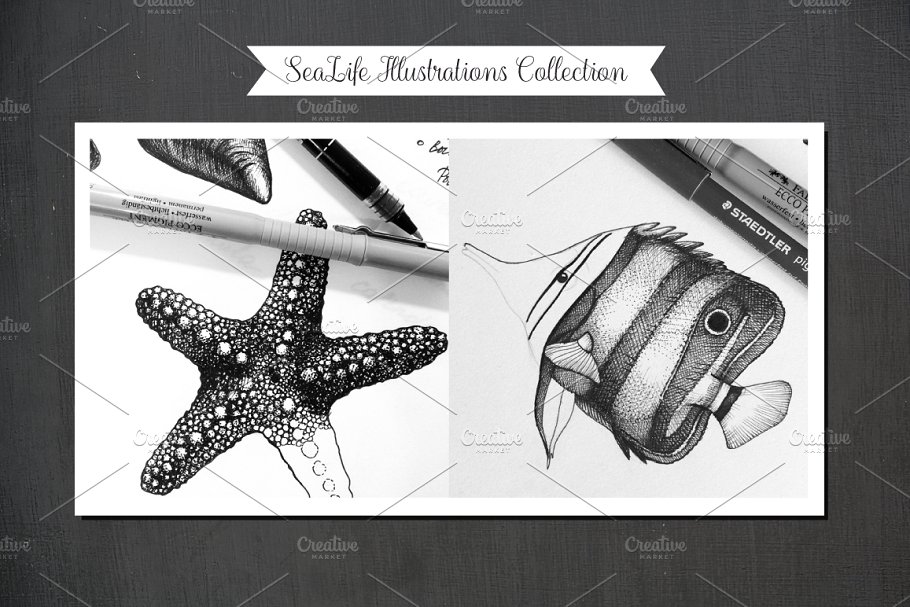 复古墨水手绘海洋生物插图 Vintage Sea Designs & Patterns插图(5)