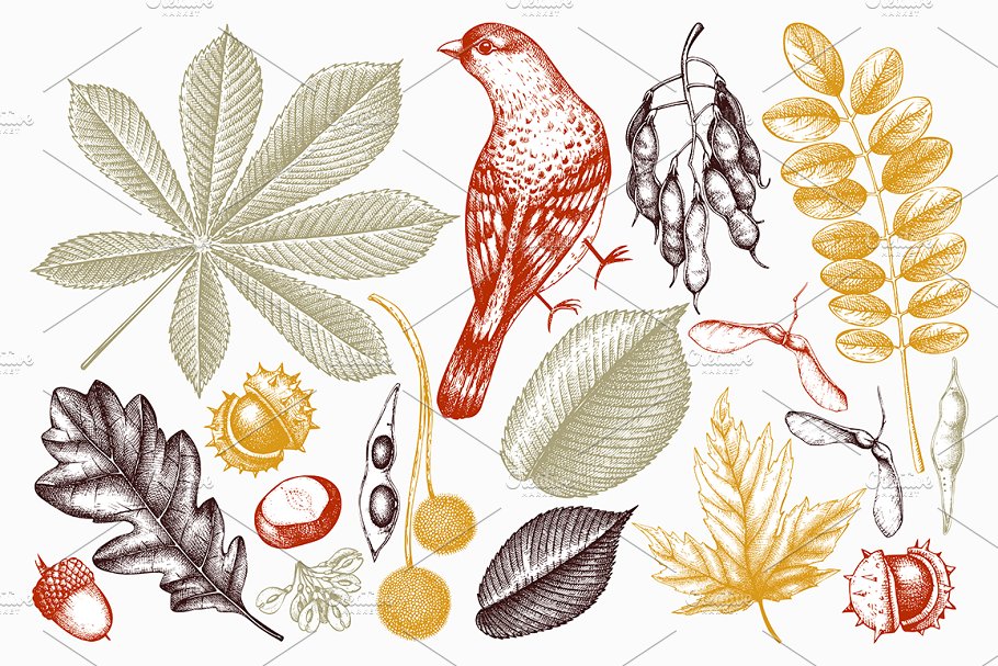 秋天树叶&种子矢量图形 Vector Autumn Leaves & Seeds Set插图(1)