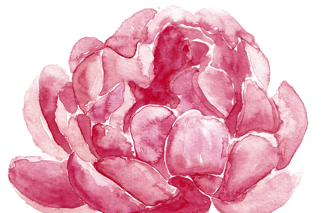 牡丹花环/花束水彩手绘插画剪贴画素材 Watercolor Peonies wreaths/bouquets插图(2)