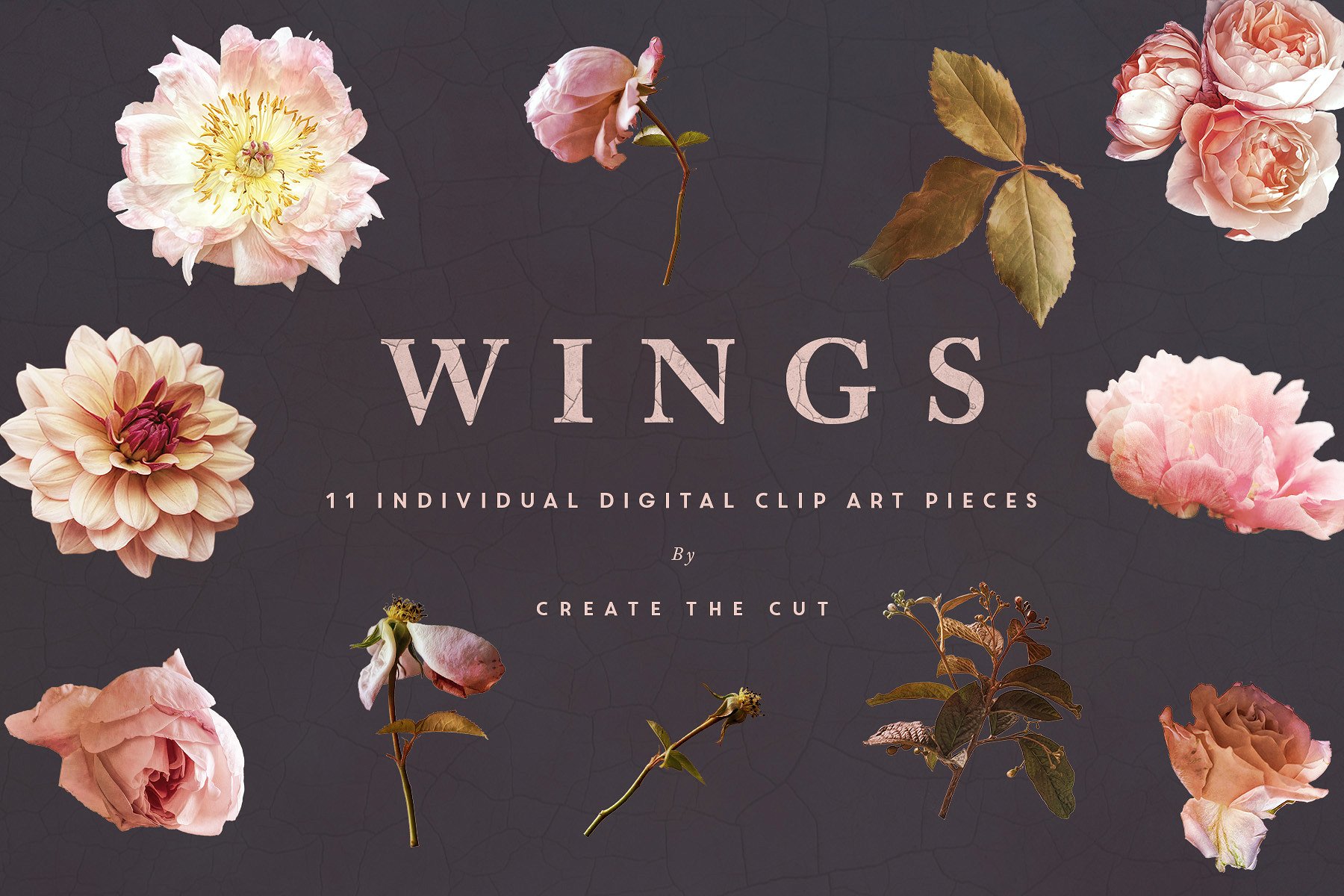 数字手绘粉色绽放牡丹插画 Digital Flower Clip Art – Wings插图(5)