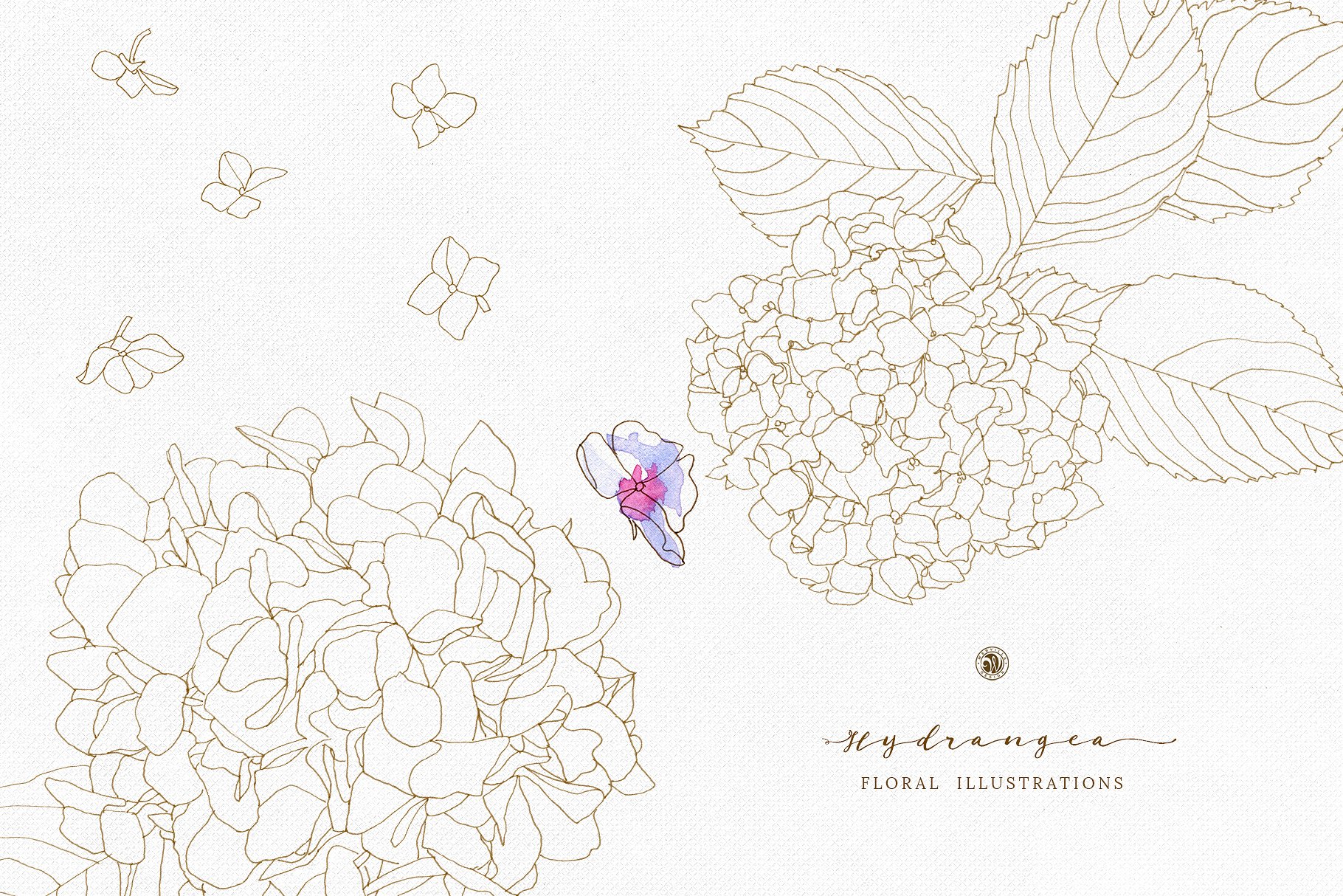 手绘绣球花水彩花卉剪贴画合集 Hydrangea – watercolor and ink插图(2)