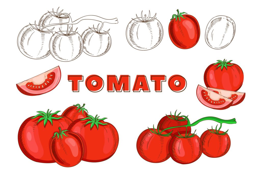 复古风格手绘矢量蔬菜素材打包下载[ai,psd,eps,png,jpg]插图(1)