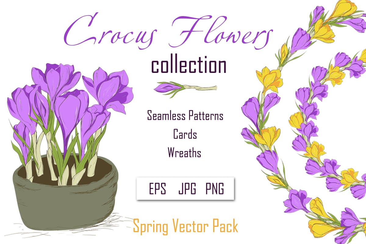 春天藏红花水彩插画设计素材 Crocus. Spring Flowers collection插图