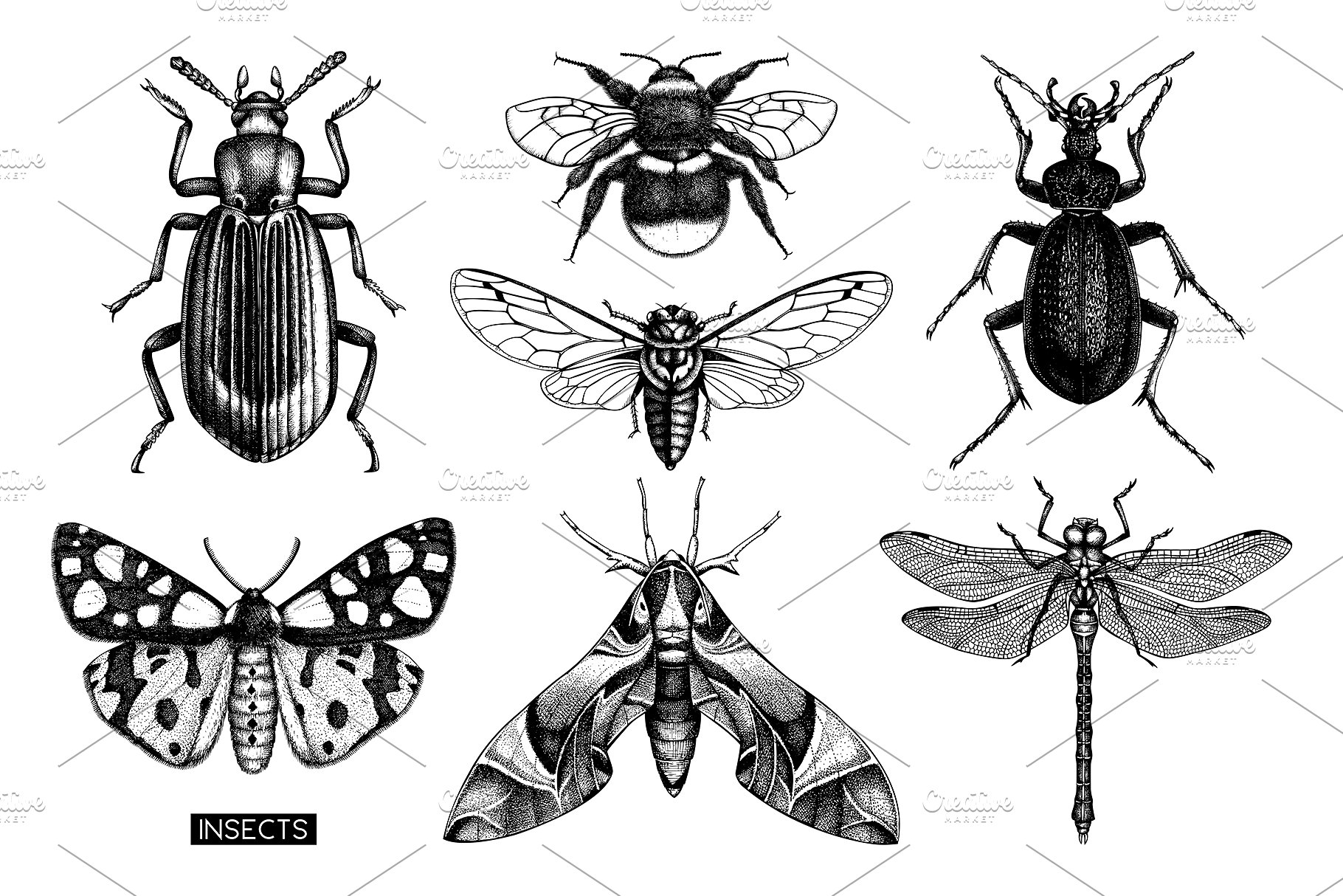 昆虫矢量插图集 Vector Insects Illustrations Set插图(1)
