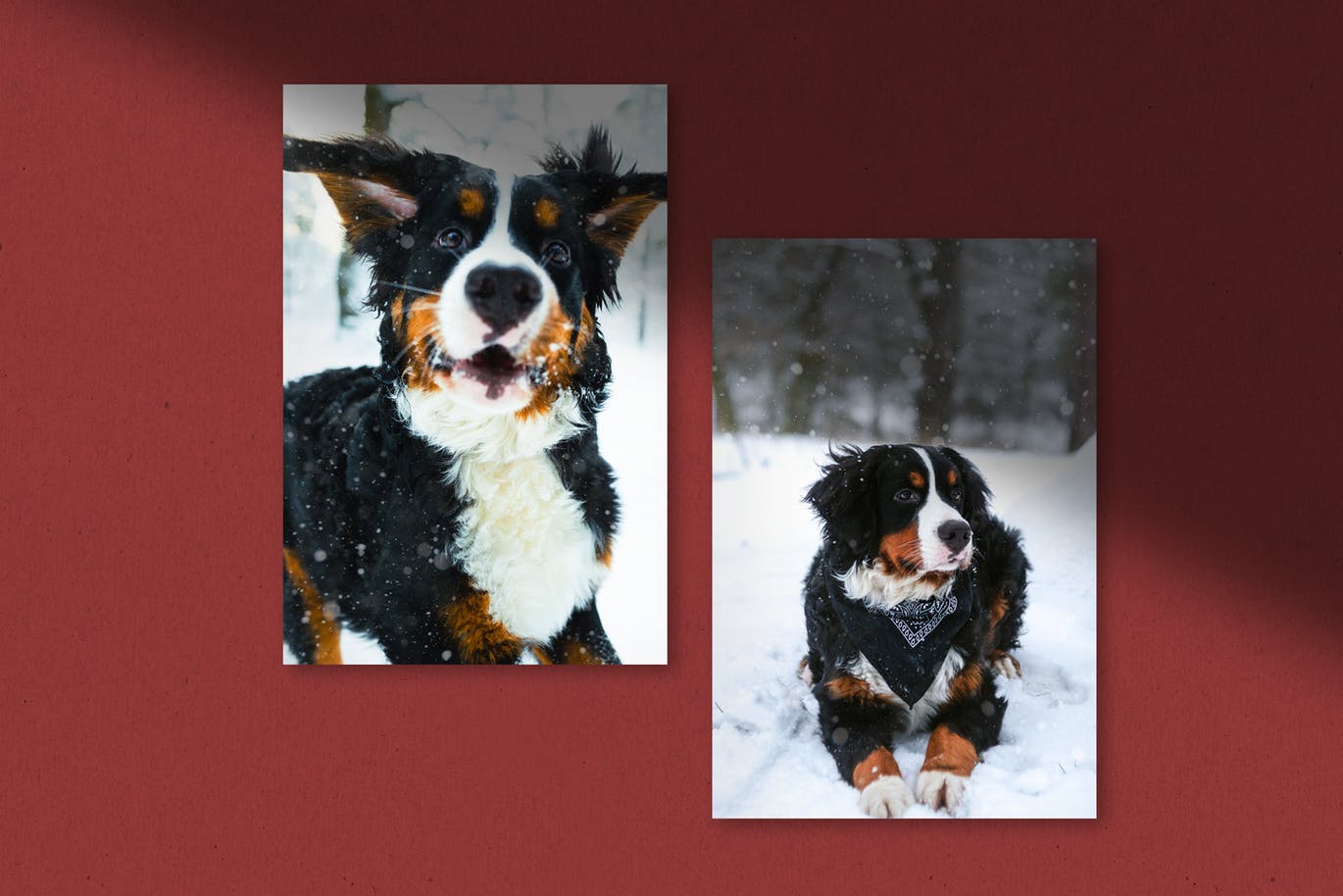 场景化照片装饰样机素材库精选模板 Holiday Card Mockup Creator插图(5)