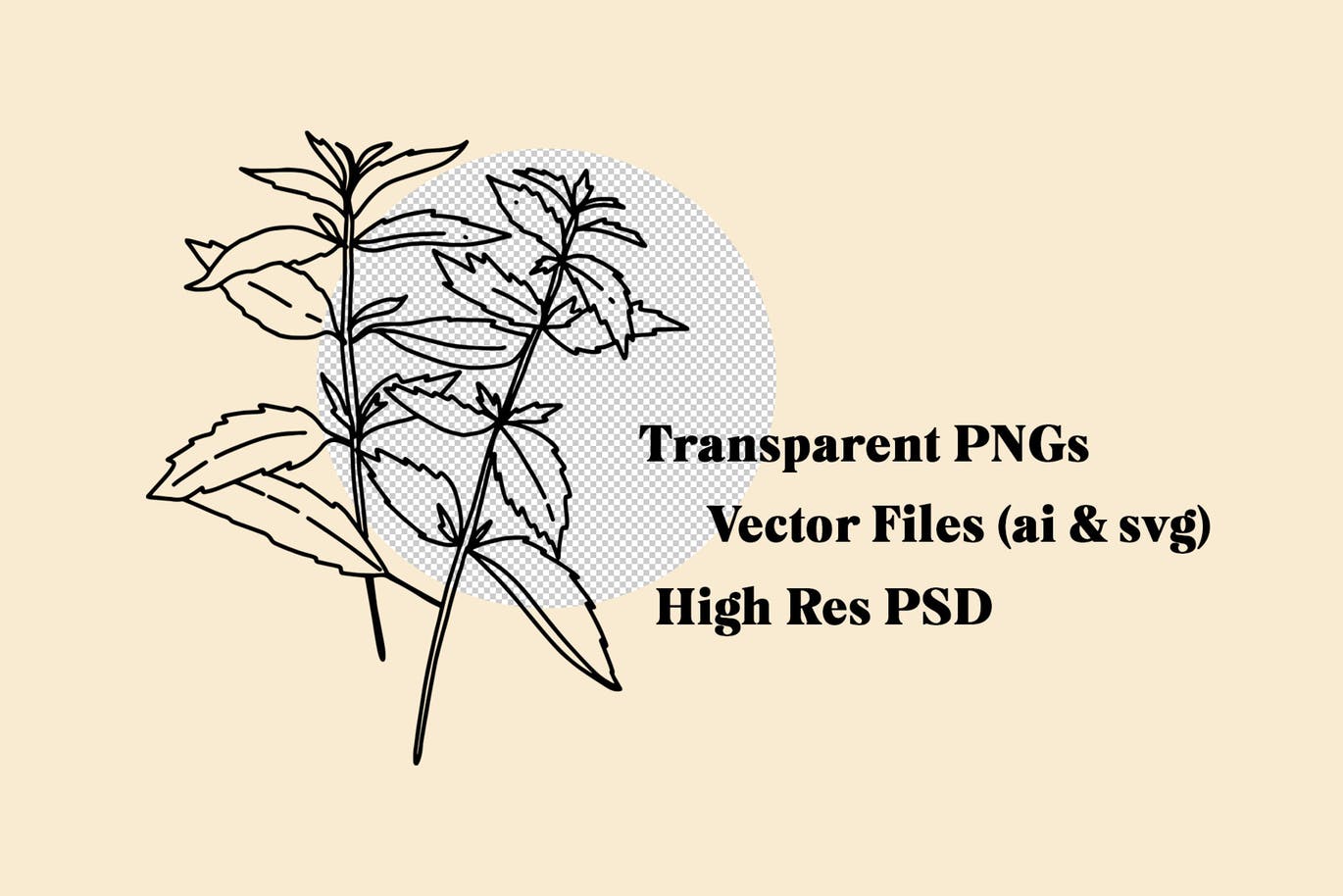 20+草药和香料手绘图案设计素材 Hand Drawn Herbs & Spices插图(4)