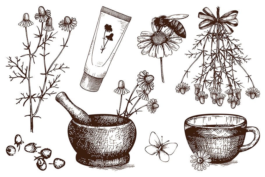复古手绘甘菊素描插图集 Vintage Camomile Illustrations插图(1)