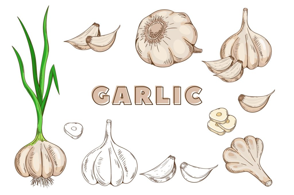 复古风格手绘矢量蔬菜素材打包下载[ai,psd,eps,png,jpg]插图(4)