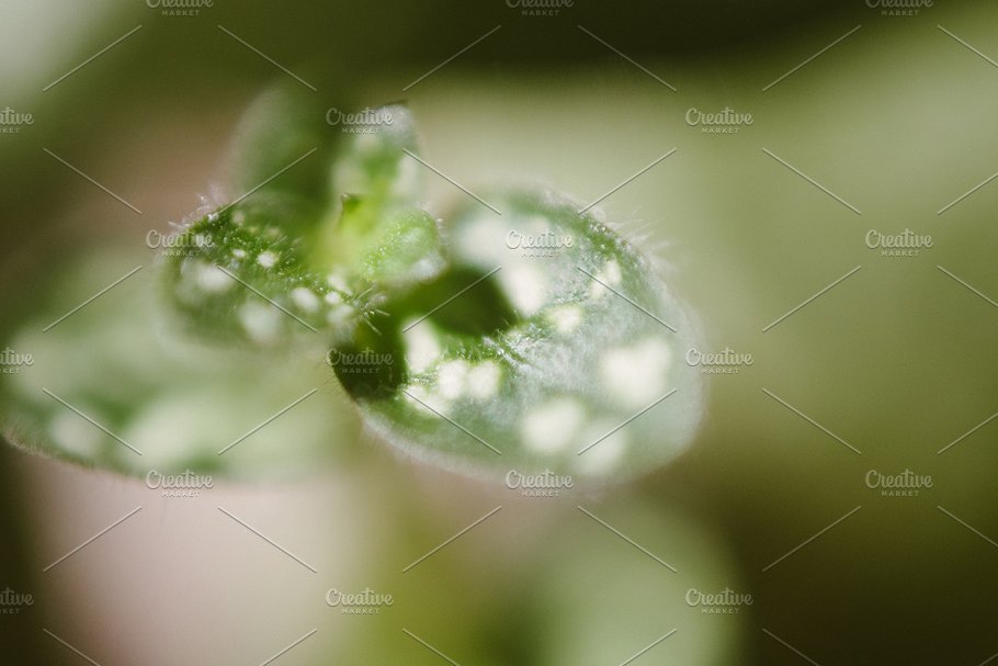 植物花卉特写镜头高清照片素材 Organic 2插图(4)