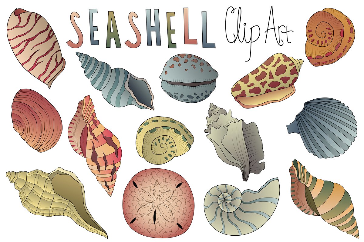 手绘矢量贝壳插画素材 Seashell Clipart Vector PNG & JPG插图