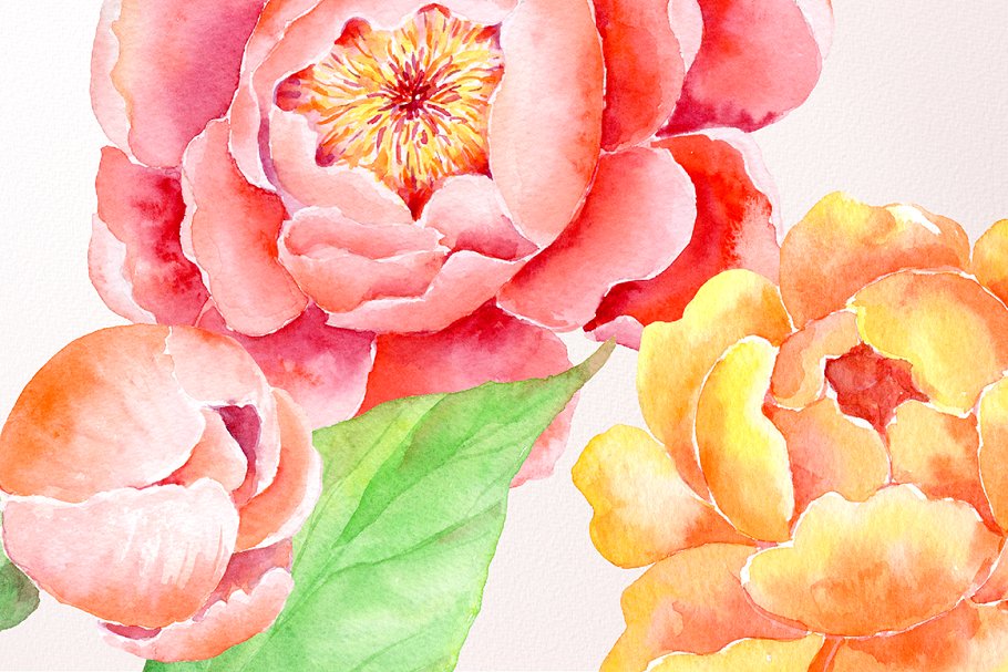 激情水彩牡丹插画艺术合集 Watercolor Clipart Peony Passion插图(3)
