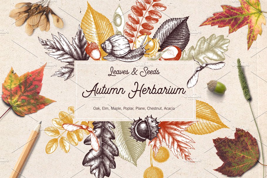 秋天树叶&种子矢量图形 Vector Autumn Leaves & Seeds Set插图