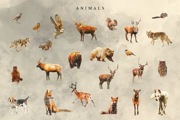 奇幻森林元素手绘插画元素合集 Forest Illustrations Graphics Kit插图(14)