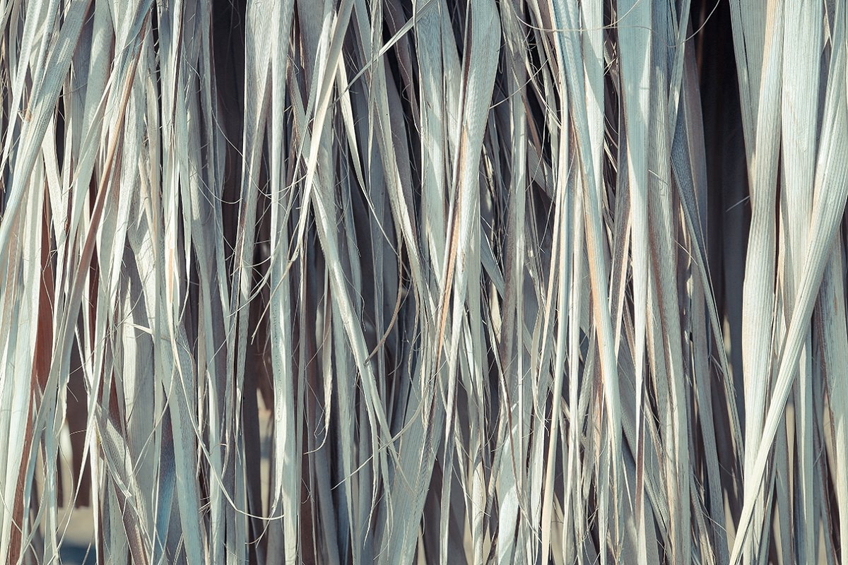 热带植物棕榈叶纹理背景插图(2)