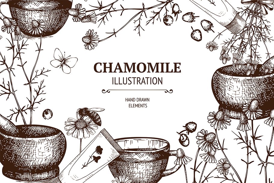 复古手绘甘菊素描插图集 Vintage Camomile Illustrations插图