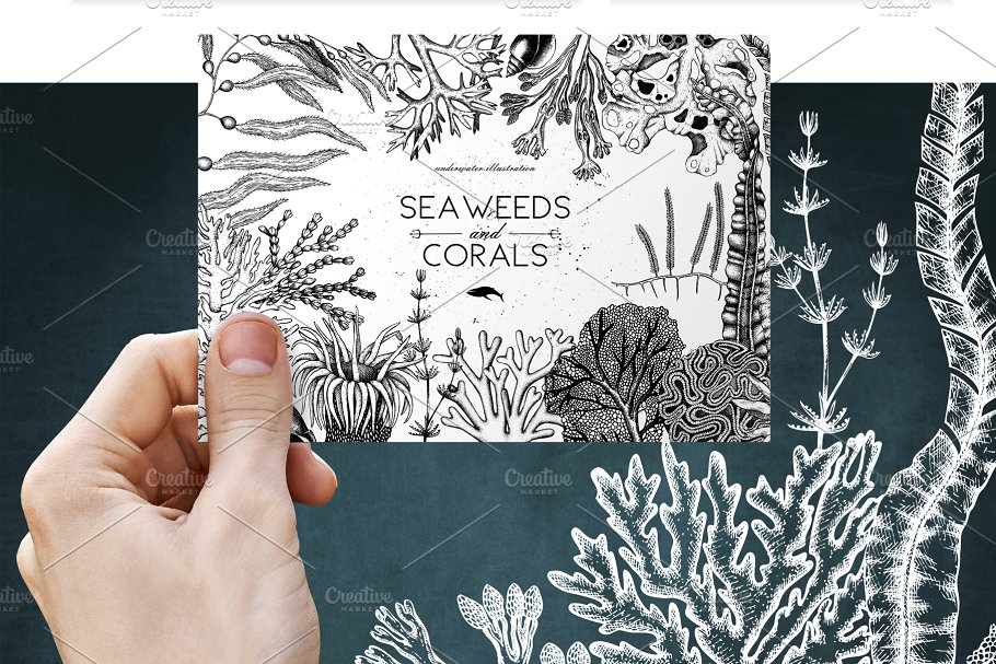 海藻珊瑚矢量插画合集 Vector Seaweeds & Corals Set插图(7)