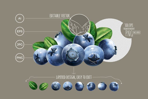 82张水果/浆果/蔬菜矢量剪贴画大合集 82 Fruits, Berries and Vegetables插图(3)