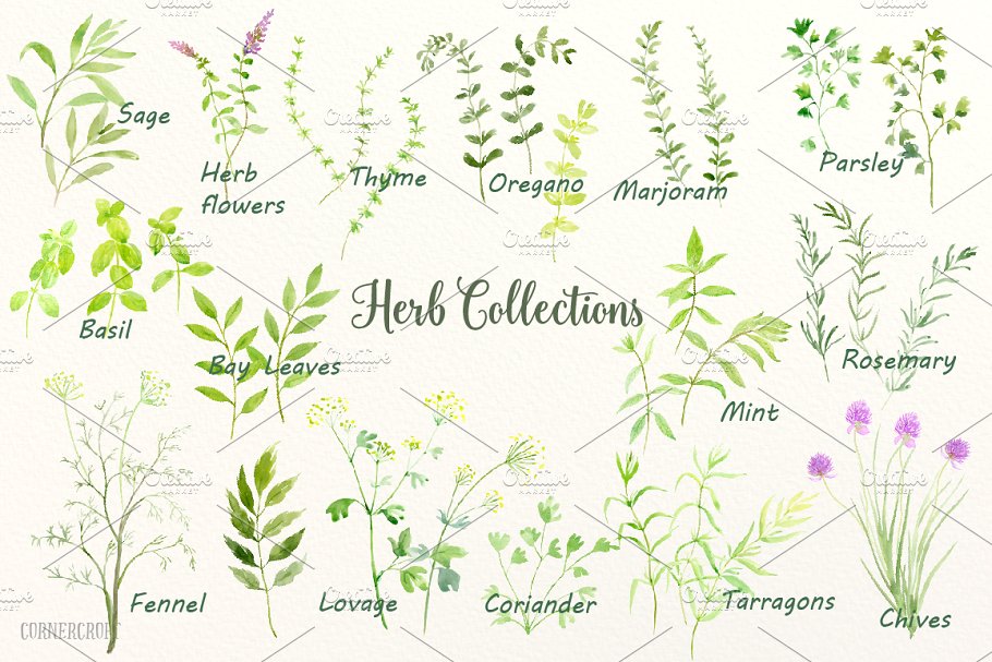 水彩手绘草本植物剪贴画合集 Watercolour Herb Illustration插图(2)