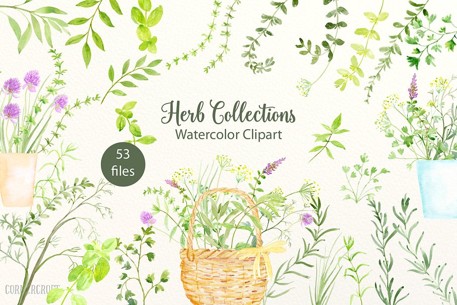 水彩手绘草本植物剪贴画合集 Watercolour Herb Illustration插图