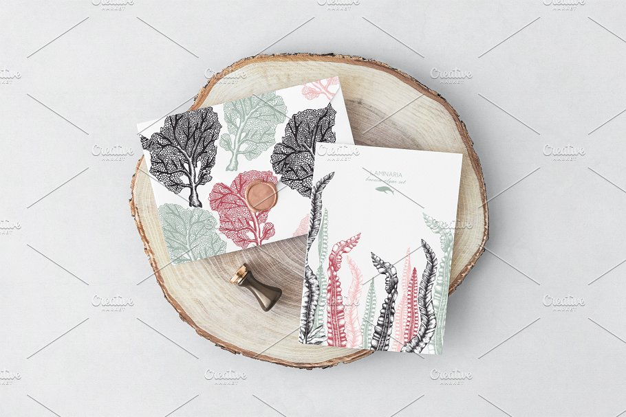 海藻珊瑚矢量插画合集 Vector Seaweeds & Corals Set插图(9)