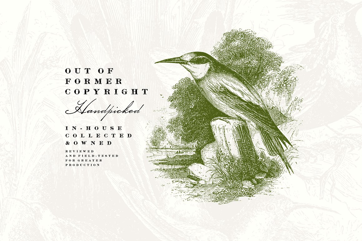 58款复古鸟类插画素材 58 Birds Illustrations插图(1)