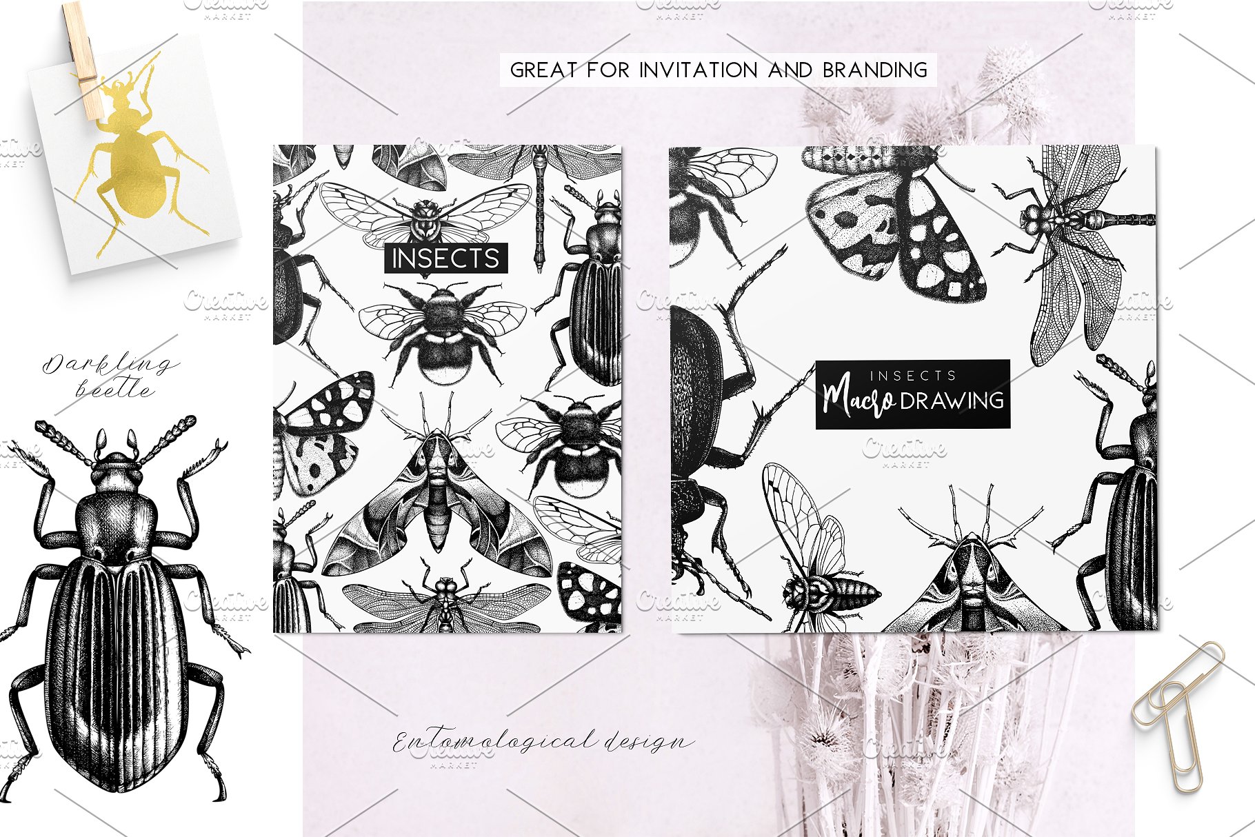 昆虫矢量插图集 Vector Insects Illustrations Set插图(5)